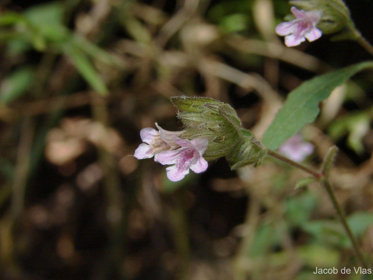 Lepidagathis fasciculata (Retz.) Nees